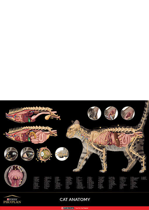 Feline Anatomic Poster