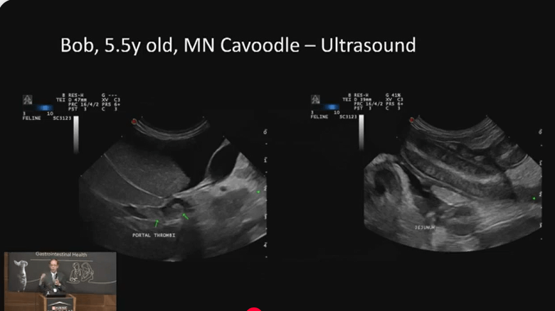 Protein - Losing enteropathy in Canines - Where are we in 2025?