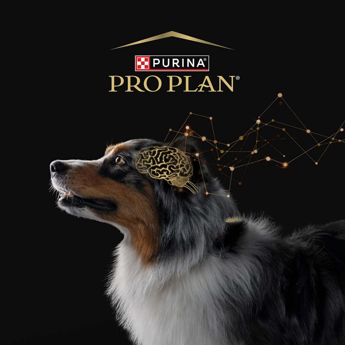 Cognitive assessment tool