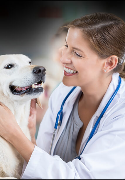  a dog and a veterinarian