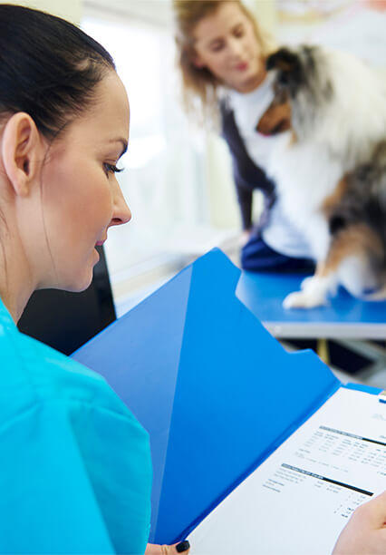 Veterinarian checking papers