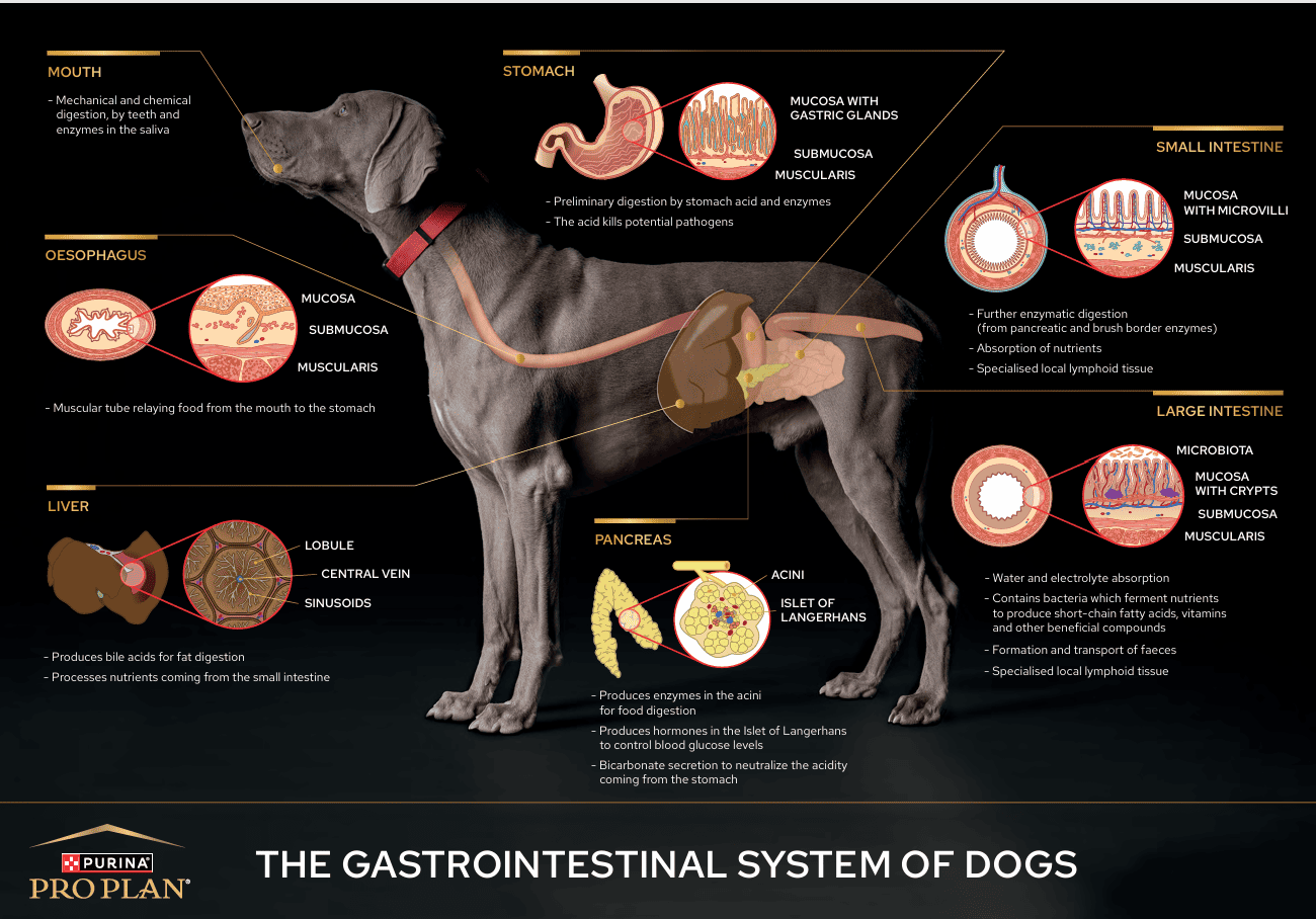 Gastrointestinal Tract Posters for your Clinic