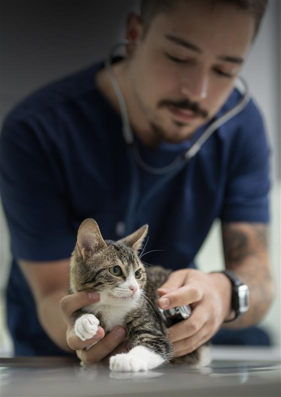 Vet with cat