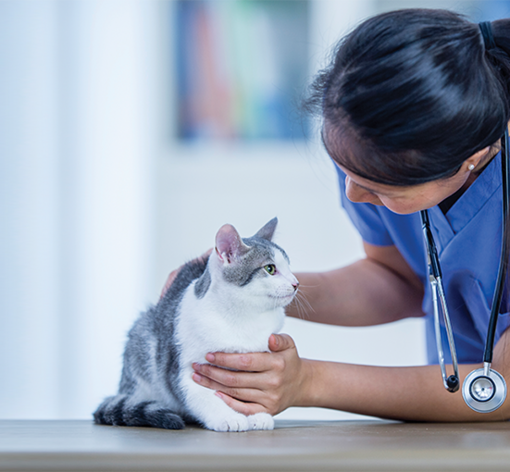 fondo_0_responsive_extra_small_0